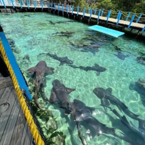 4 ISLAS VIP EN LANCHA